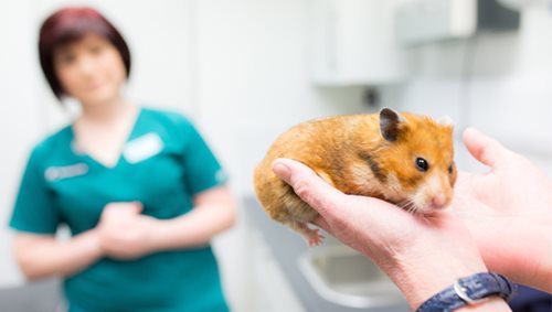 hamster consultation asv